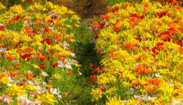 Buntes Blumenfeld