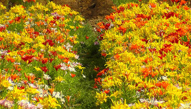 Buntes Blumenfeld Buntes Blumenfeld